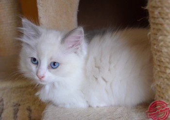 chaton ragdoll blue bicolour - 8 semaines - Chatterie Ragdolls du Val de Beauvoir